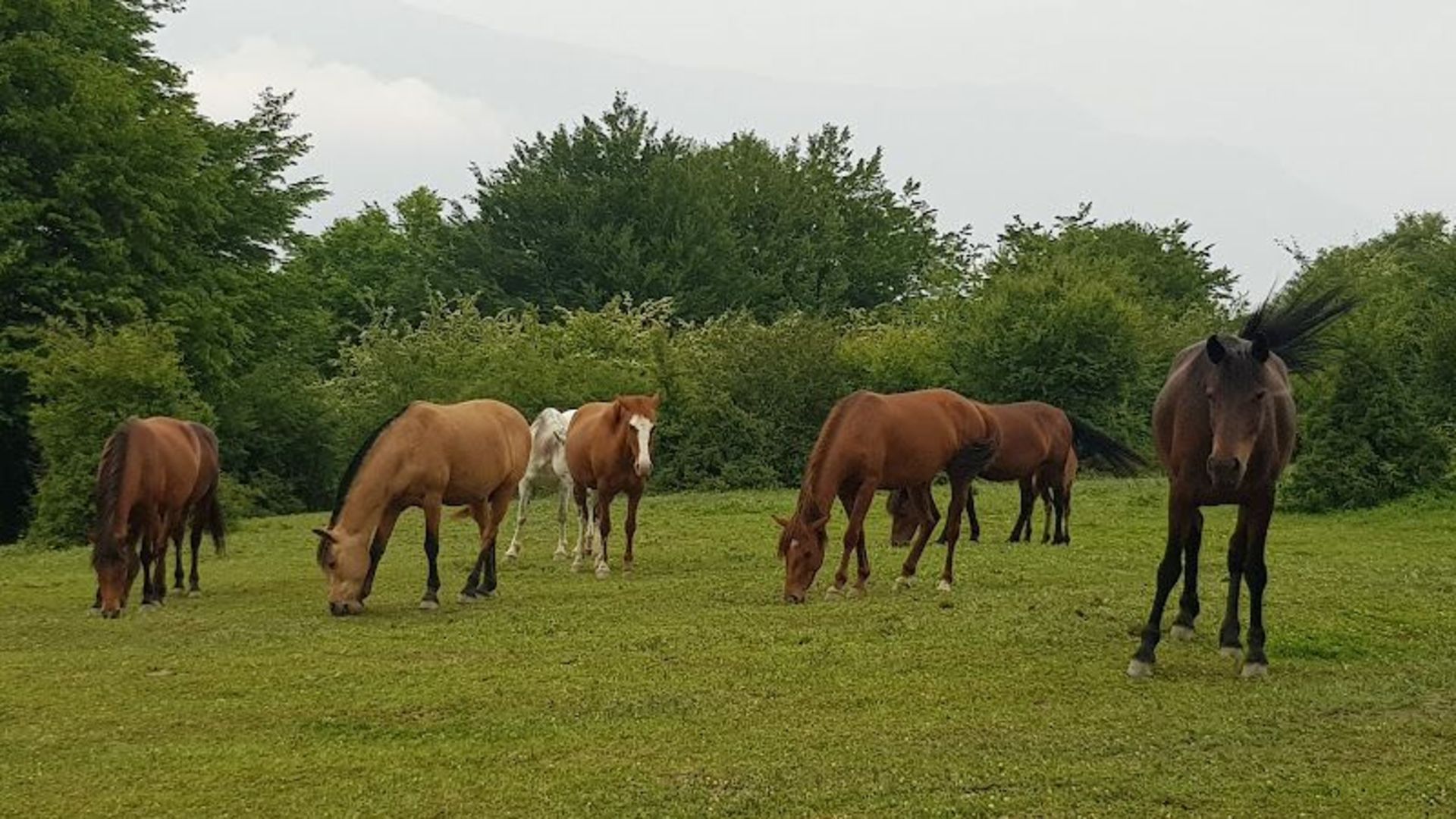 گله اسب وحشی در جنگل الیمستان