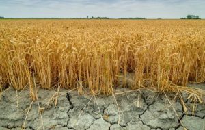 کشاورزی عربستان واقعا پیشرفته است یا با پول زیاد، پیشرفته‌نمایی می‌کند؟