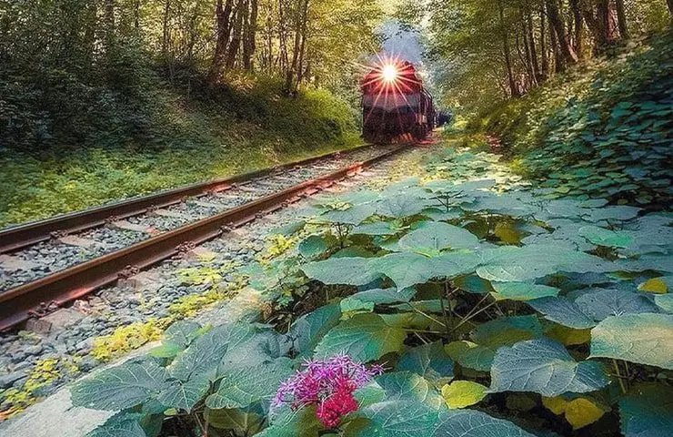 چرا باید به شیرگاه سفر کنید؟