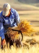 بحران یقه کشاورزان را گرفت/ گندم تحویل دادیم؛ اما یک ریال نگرفتیم، پیاز ۵ هزار تومانی خریدار ندارد