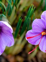 تقلب در صادرات زعفران، بازار این محصول را شکست داد/ کاکل ذرت را رنگ کردند و به اسم زعفران فروختند