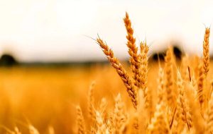 خبر جدید درباره پرداخت مطالبات گندمکاران/ این خبر را گندمکاران بخوانند