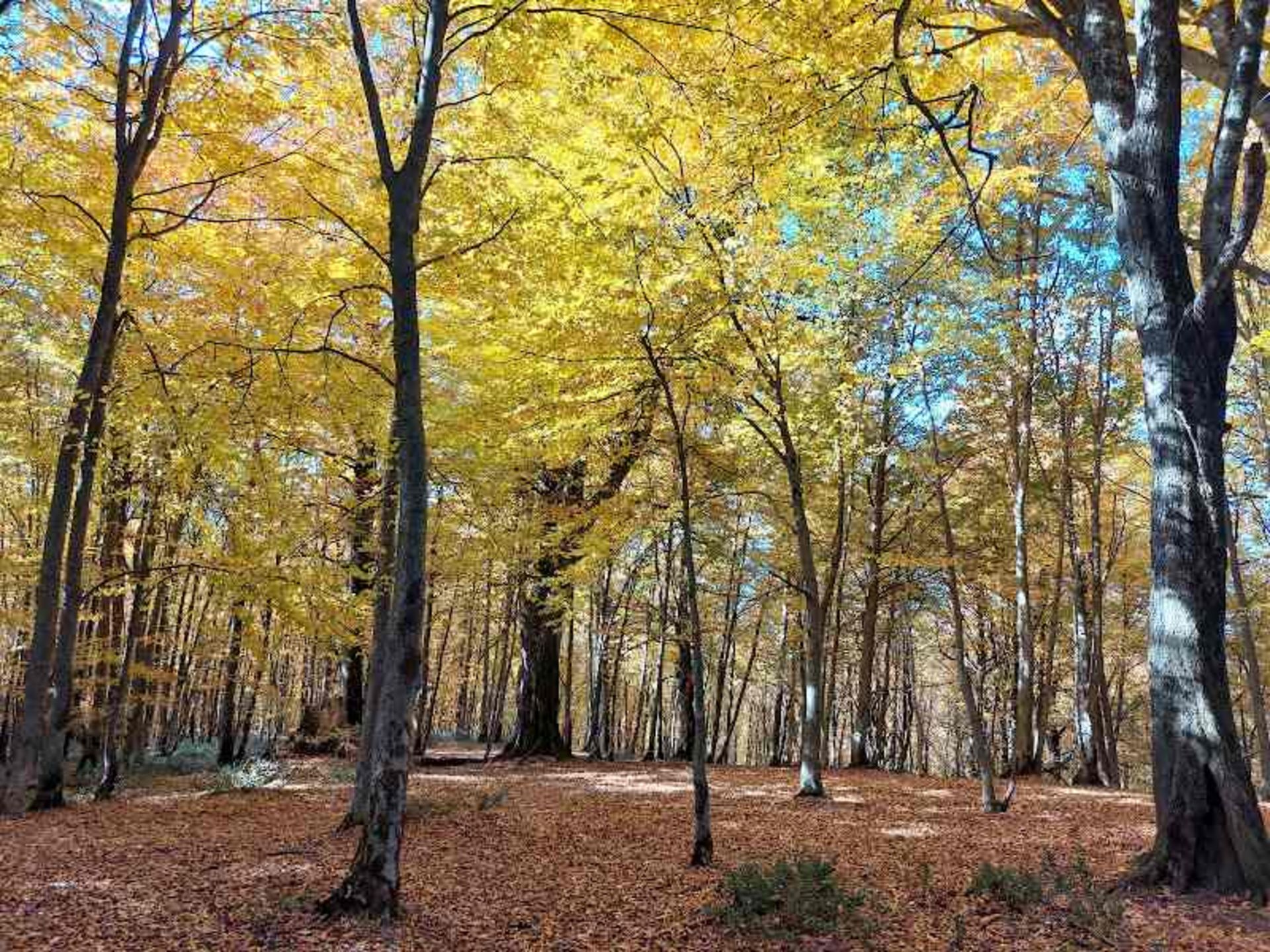 درختان زرد در پاییز جنگل الیمستان