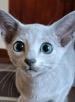 زیباترین گربه جهان انتخاب شد/ عکس زیباترین گربه جهان انتخاب شد/ عکس