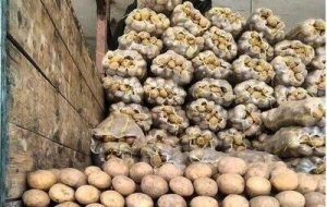 سیب‌زمینی بیش از ۵۰ درصد ارزان شد/ قیمت جدید سیب‌زمینی را ببینید