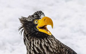 لبخند طبیعت؛ عکس‌های طنزآمیز منتخب مسابقه حیات وحش ۲۰۲۵