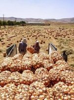 هزاران تن پیاز در دمای ۴۵ درجه جنوب کرمان دپو شد