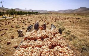 هزاران تن پیاز در دمای ۴۵ درجه جنوب کرمان دپو شد هزاران تن پیاز در دمای ۴۵ درجه جنوب کرمان دپو شد