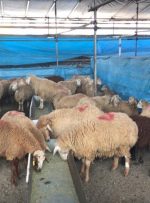 هشدارهای جدی درباره ذبح دام در عید قربان/ گوشت قربانی را ۲۴ ساعت در یخچال قرار دهید هشدارهای جدی درباره ذبح دام در عید قربان/ گوشت قربانی را ۲۴ ساعت در یخچال قرار دهید