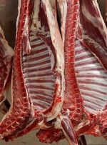 پرداخت یارانه به دامداران داخلی از تخصیص ارز به گوشت وارداتی بهتر نیست؟/ کیفیت گوشت دام ایرانی بالاتر از گوشت پاکستانی و قزاقستانی است