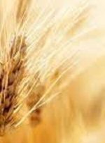 گندمکاران حتما بخوانند/ خبر مهم درباره قیمت گندم و پرداخت مطالبات گندمکاران