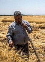 ۳۲ همت طلب گندمکاران پرداخت نشد/ هاشمی: گندمکاران برای کشت بعدی نقدینگی می‌خواهند