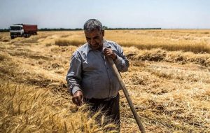 ۳۲ همت طلب گندمکاران پرداخت نشد/ هاشمی: گندمکاران برای کشت بعدی نقدینگی می‌خواهند