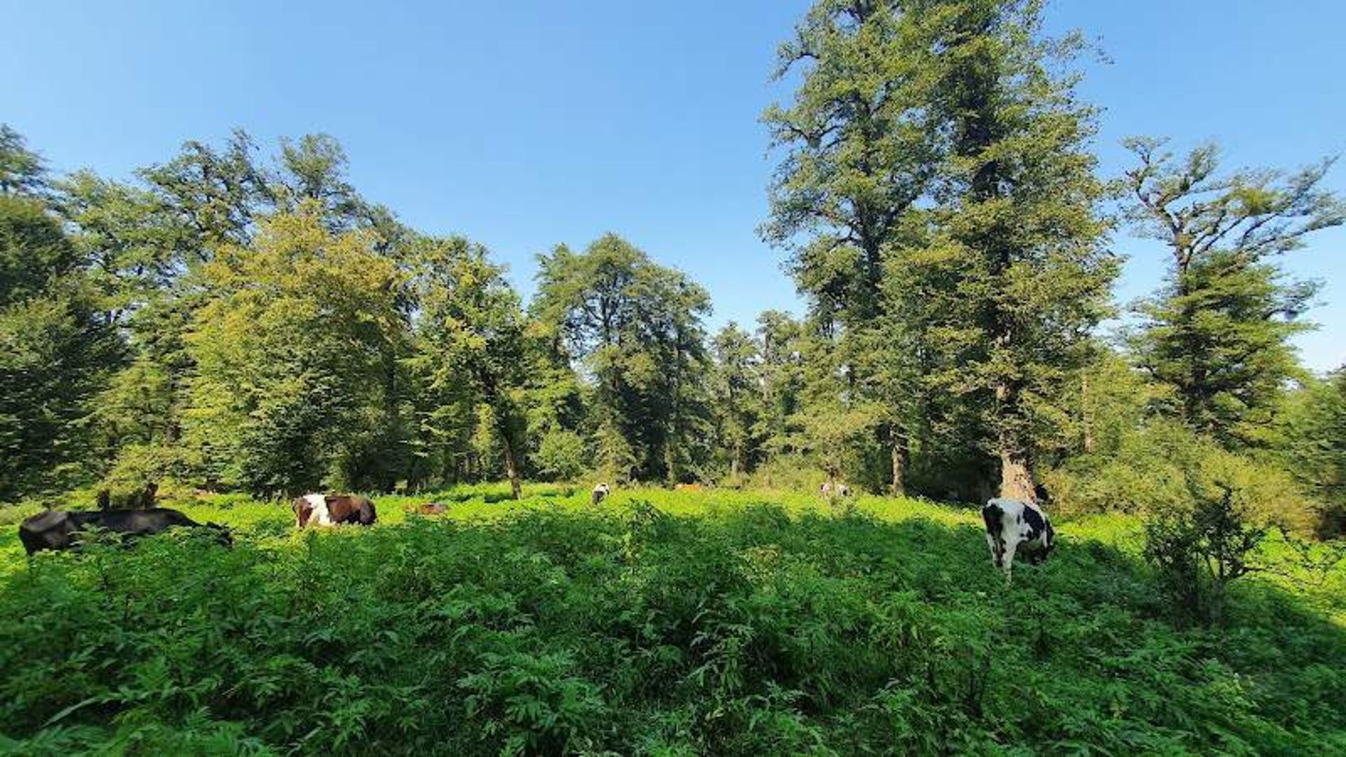 درختان و حیوانات جنگل دالخانی