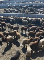 قیمت دام زنده در محرم ۱۴۰۴ / گوسفند زنده کیلویی چند؟