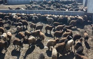 قیمت دام زنده در محرم ۱۴۰۴ / گوسفند زنده کیلویی چند؟