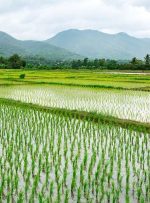 قیمت برنج کاهش می‌یابد