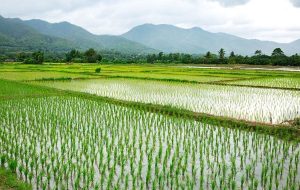 قیمت برنج کاهش می‌یابد