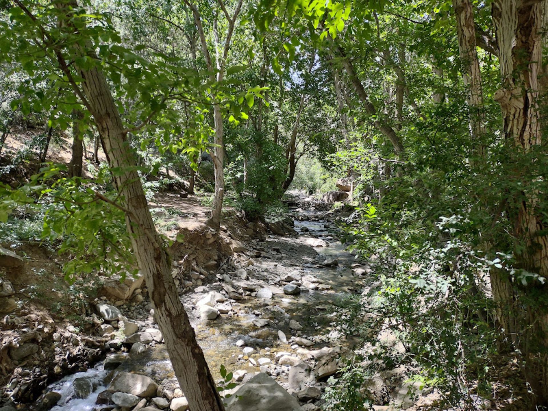 درختان سرسبز در مسیر چال ماهی