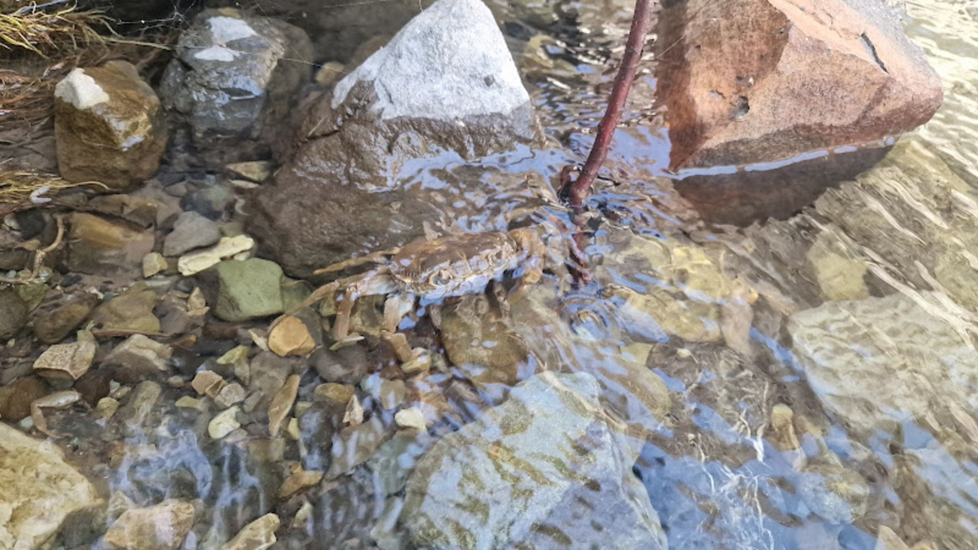 خرچنگ در رودخانه چال ماهی