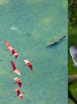 برندگان جوایز عکاسی مانگرو اعلام شدند/عکس