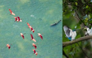 برندگان جوایز عکاسی مانگرو اعلام شدند/عکس