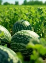 برای تولید2.6میلیون تن هندوانه چقدر آب هدر می رود؟