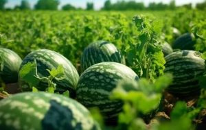 برای تولید2.6میلیون تن هندوانه چقدر آب هدر می رود؟ برای تولید2.6میلیون تن هندوانه چقدر آب هدر می رود؟