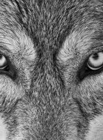 حیات وحش در قاب سیاه‌ و سفید: برندگان جوایز ری‌فوکوس ۲۰۲۵