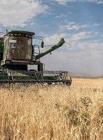 خبر مهم درباره پرداخت مطالبات گندمکاران/ قیمت جدید گندم اعلام شد
