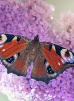 دنیای رنگین پروانه‌ها؛ زیبایی شگفت‌انگیز در جزئیات پنهان طبیعت