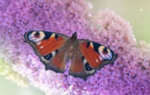 دنیای رنگین پروانه‌ها؛ زیبایی شگفت‌انگیز در جزئیات پنهان طبیعت