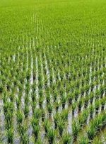 عطر برنج تازه شمال، بوی کاهش قیمت آورد