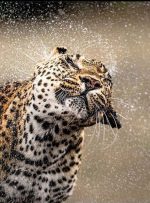 قلب وحشی طبیعت؛ سفر به زیبایی رام نشده و اسرارآمیز آفریقا