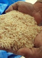 قیمت برنج به شدت تغییر کرد/ کنگری: کاسبان از این قیمت بالاتر برنج بفروشند، جریمه می‌شوند
