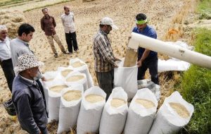 قیمت برنج شمال تا ۲۰ درصد کاهش یافت