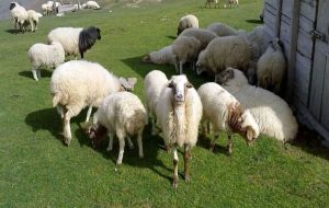 قیمت جدید دام‌زنده ۲۴ تیرماه ۱۴۰۴ اعلام شد/ قیمت گوسفند و گوساله چه تغییری کرد؟ + جدول