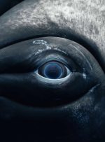 نگاهی به اعماق؛ برندگان مسابقه روز جهانی اقیانوس‌ها ۲۰۲۵