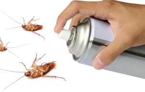 چگونه سوسک را پیدا کنیم و برای همیشه از شرش خلاص شویم؟