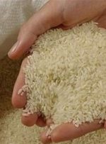 ۹۵ درصد از توزیع برنج توسط واسطه‌ها انجام می‌شود/ برنج ایرانی دیگر به زیر ۱۰۰ تومان نمی‌رسد