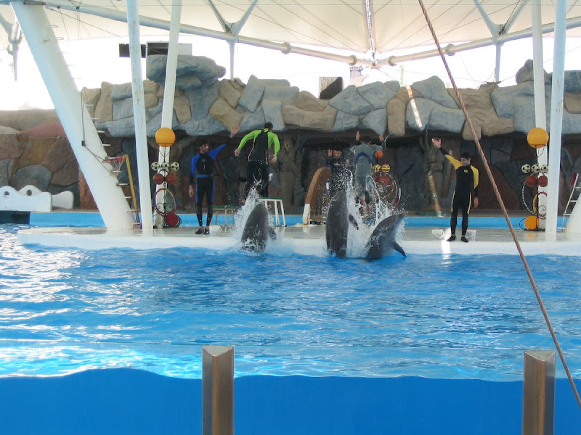 نمایش دلفین ها در پارک دلفین های کیش