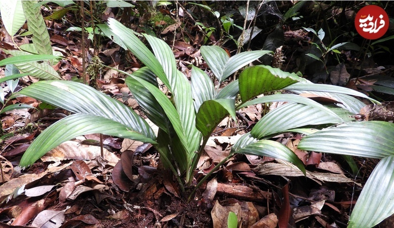 این درختان «زیر خاک» میوه می‌دهند! + عکس