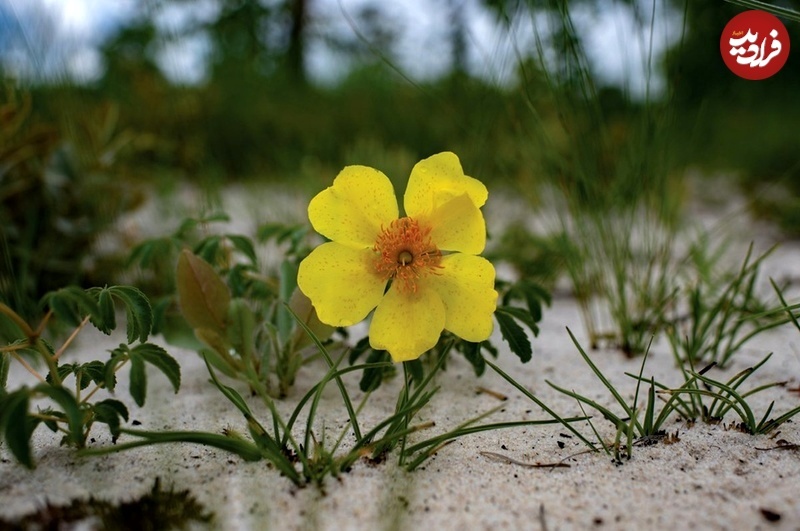 این درختان «زیر خاک» میوه می‌دهند! + عکس