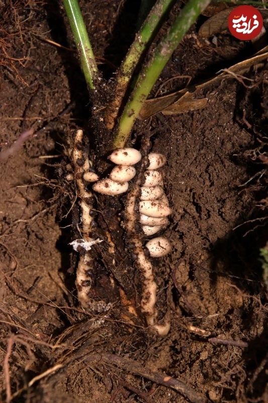 این درختان «زیر خاک» میوه می‌دهند! + عکس