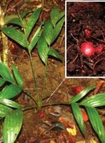 این درختان «زیر خاک» میوه می‌دهند! + عکس