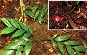 این درختان «زیر خاک» میوه می‌دهند! + عکس