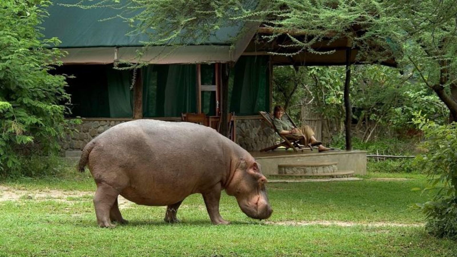 اسب آبی در طبیعت سرسبز مالاوی