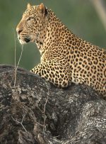 کشور خاص آفریقایی برای سافاری و تماشای ببر و زرافه!