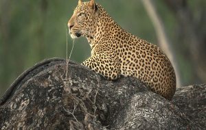 کشور خاص آفریقایی برای سافاری و تماشای ببر و زرافه!