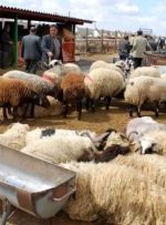 جدید‌ترین قیمت دام زنده در بازار/ منتظر گوشت ۴۵۰ هزار تومانی باشید